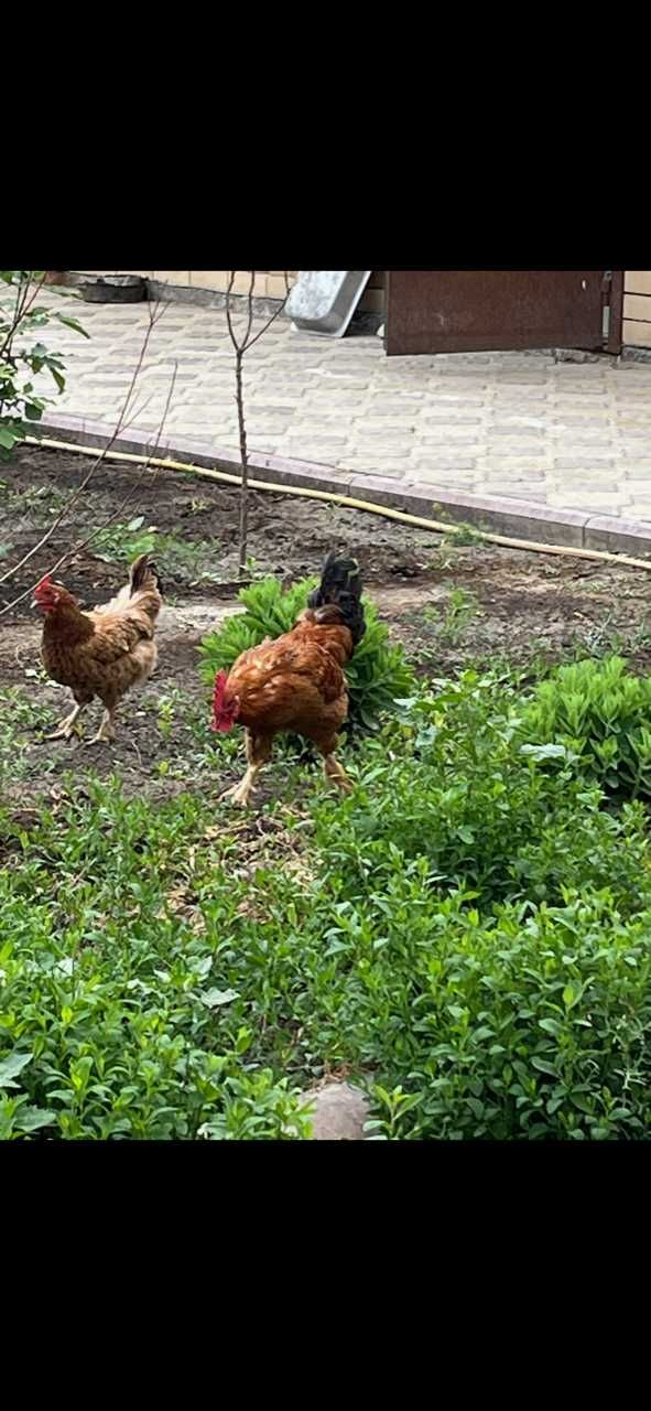 Продаются петухи и курицы
