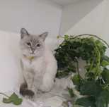 Пропал кот . Кастрат.