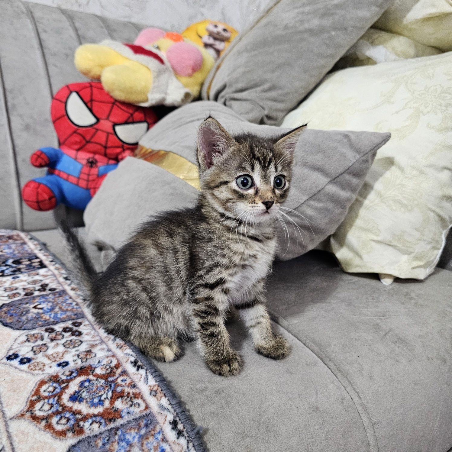 Отдам котят, котенка девочку в добрые руки