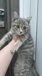 Котенок (мальчик) в ответственные руки