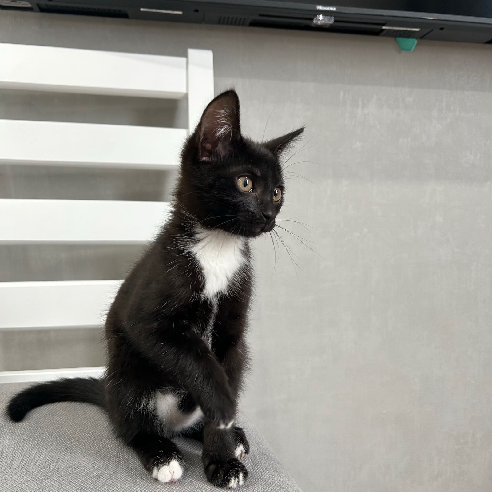Котенок мальчик 3.5 м