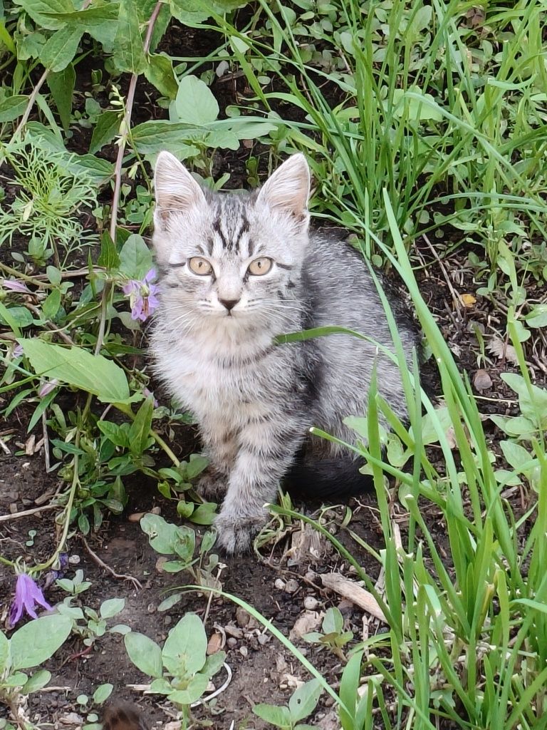 Отдам котят в добрые руки