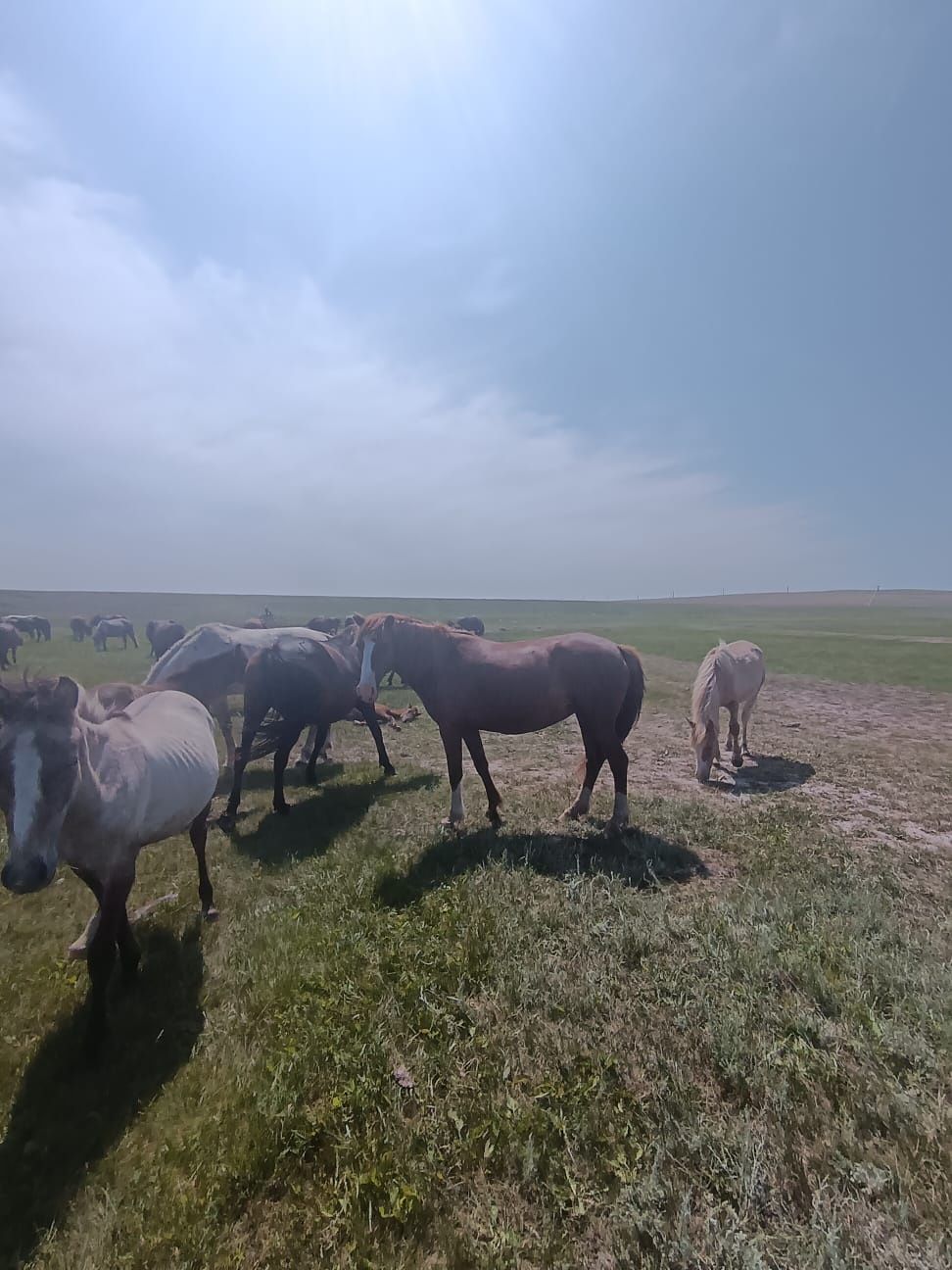 Жас Бие,семиз сатылады