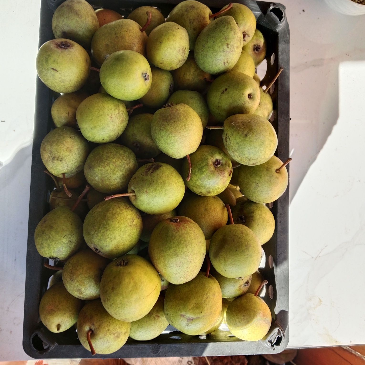Продам грушу сладкую