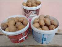 Продам семенную домашнию картошку, желтая