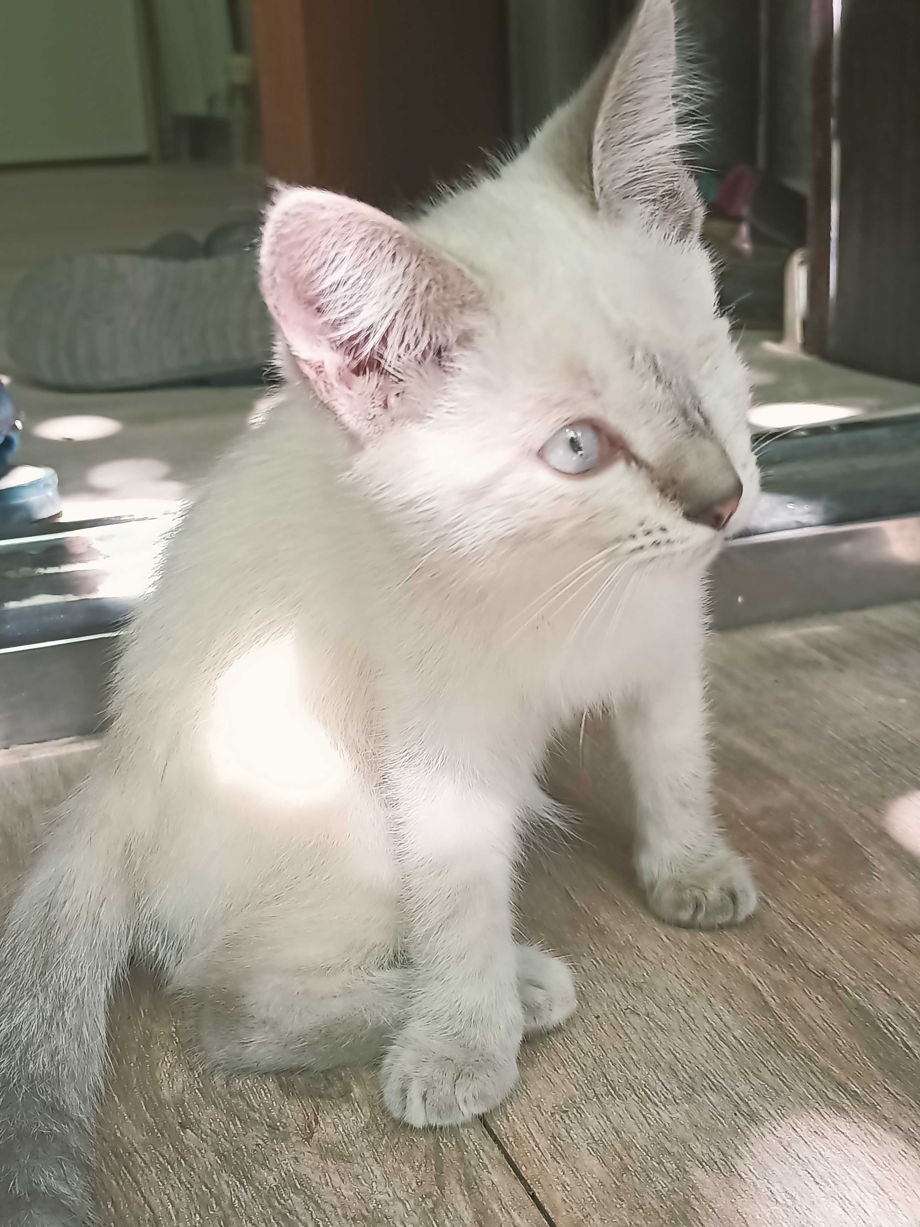 Отдам котят в добрые руки