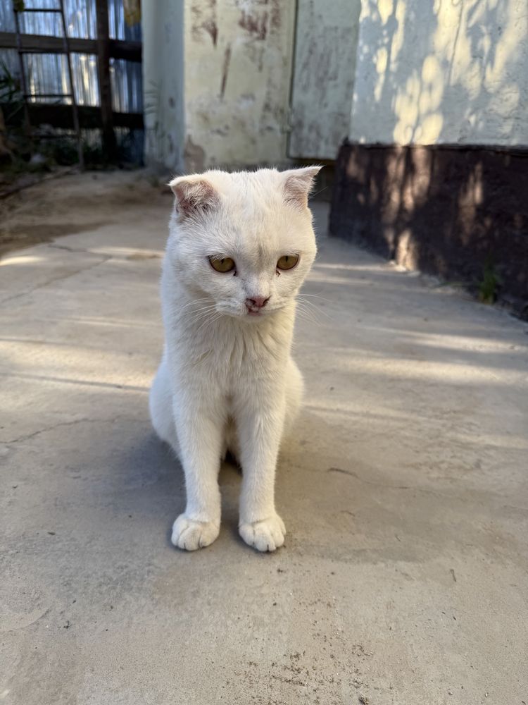 Шотландский вислоухий