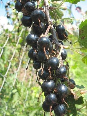 Лиана-Урсунув укореняющийся.