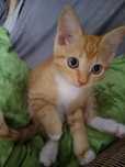 Отдается котенок мальчик