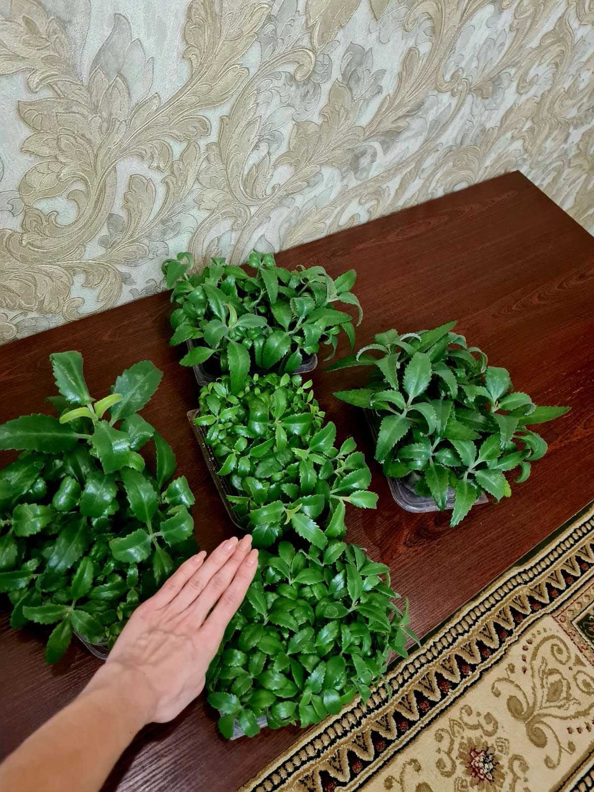 Каланхоэ лечебная Дегремона