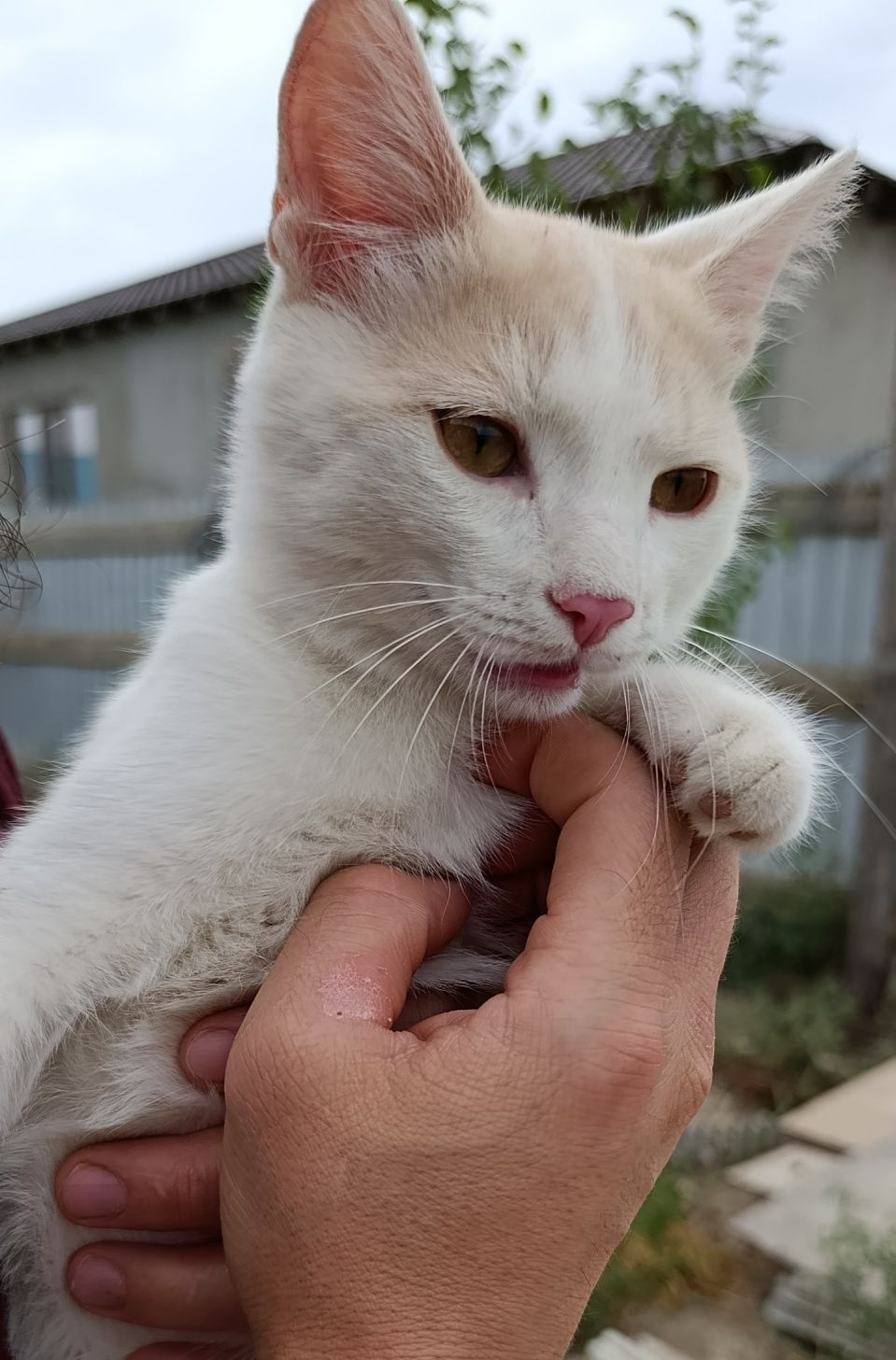 Коты в добрые руки