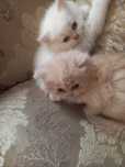 Котята британцы 1.5 мес