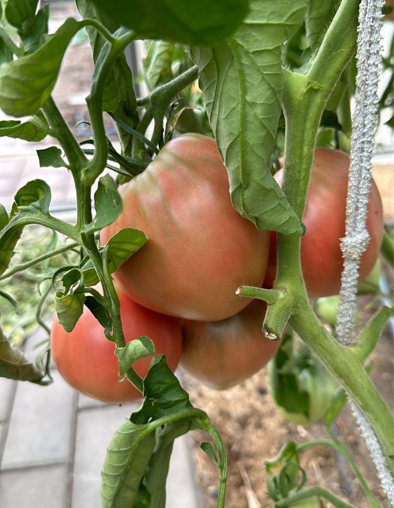 Продам домашние помидоры «Бычье сердце»