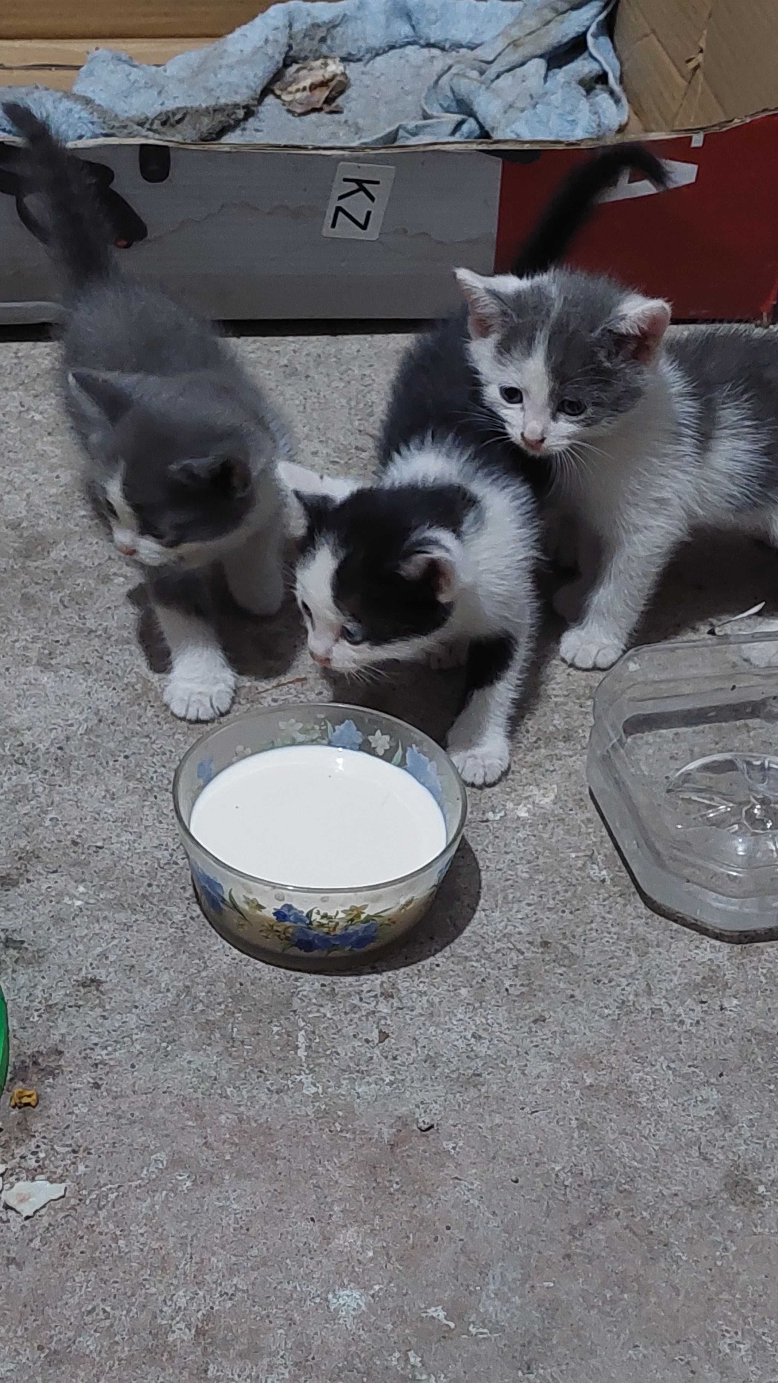 котята в хорошие руки