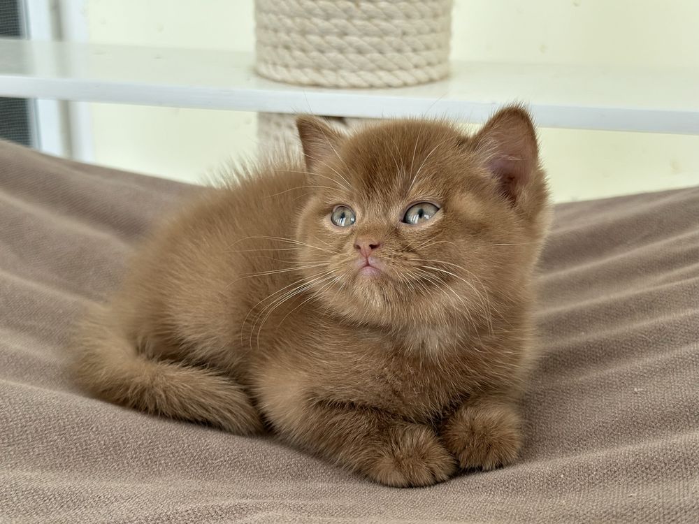 Британские короткошерстные котята