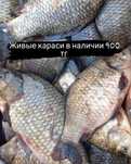 Свежая рыба Сазан, карась с доставкой до дверей