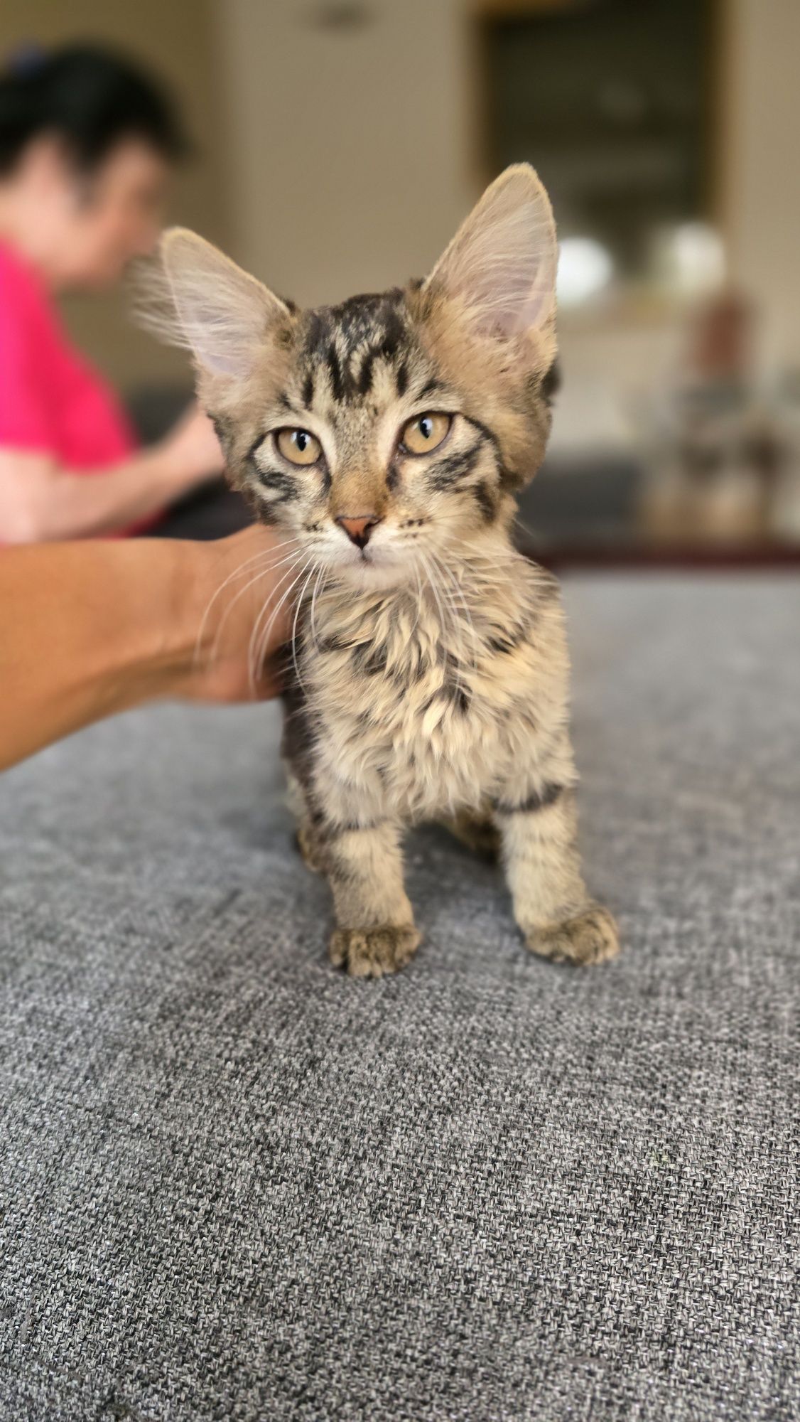 Отдам котётнка в добрые руки