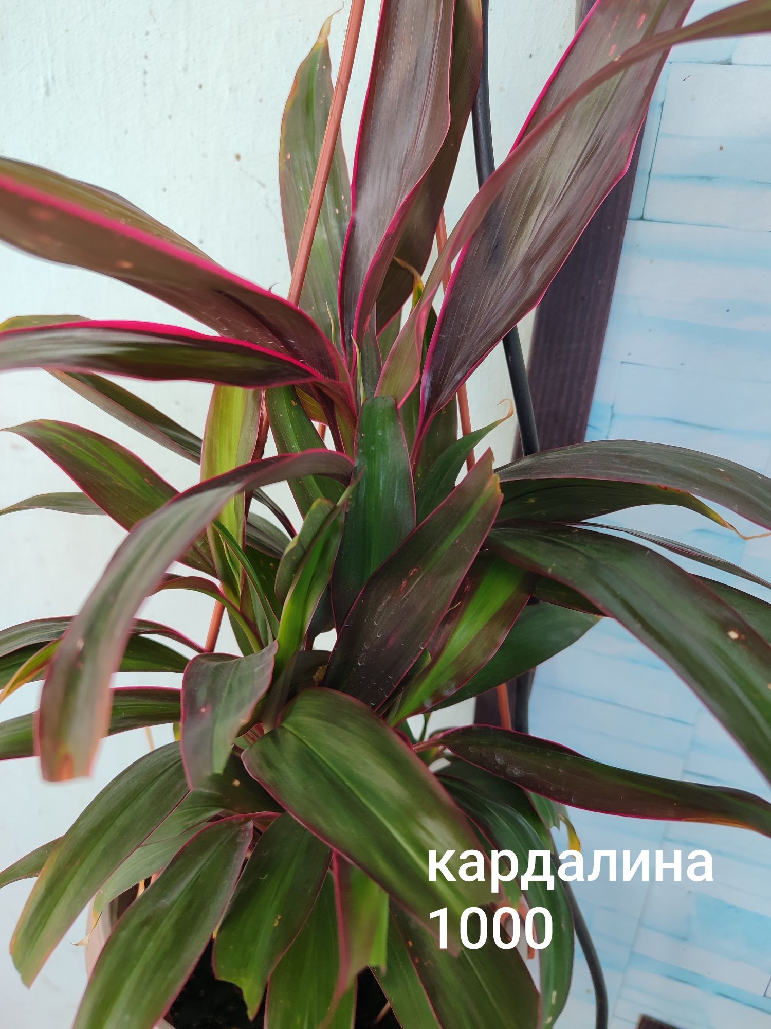 Продам комнатные растения