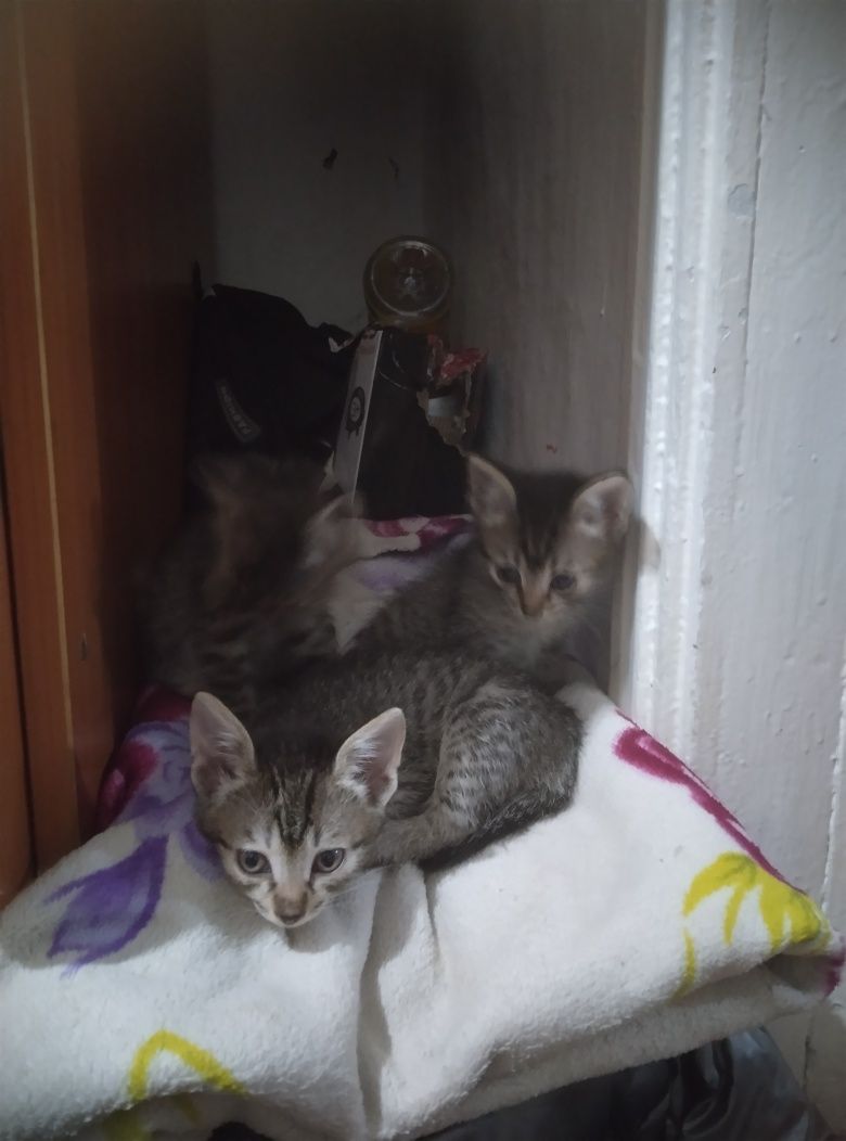 Отдам котят в добрые руки