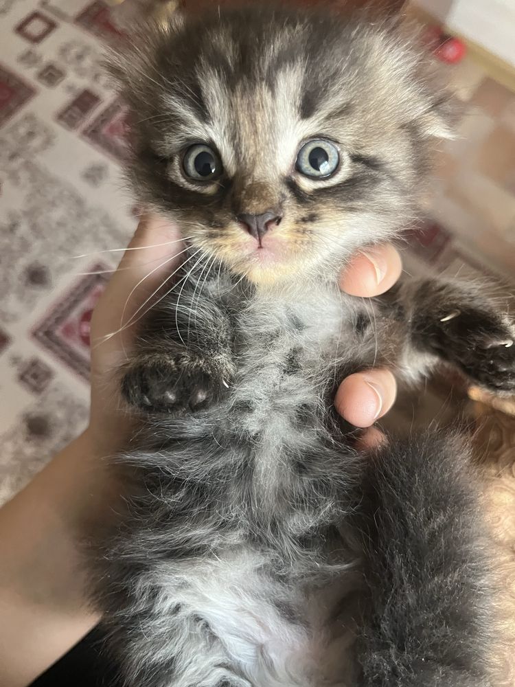 Котенок вислоушка