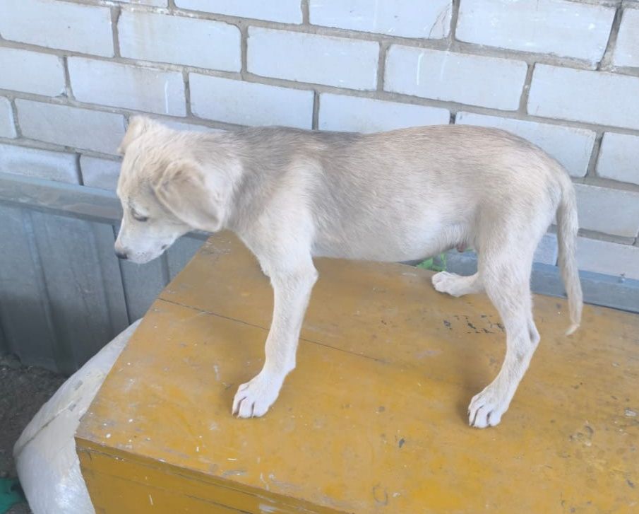 Щенок мальчик в поиске дома