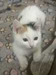 Котенок-девочка