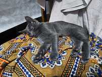 Отдаётся серая девочка котёнок