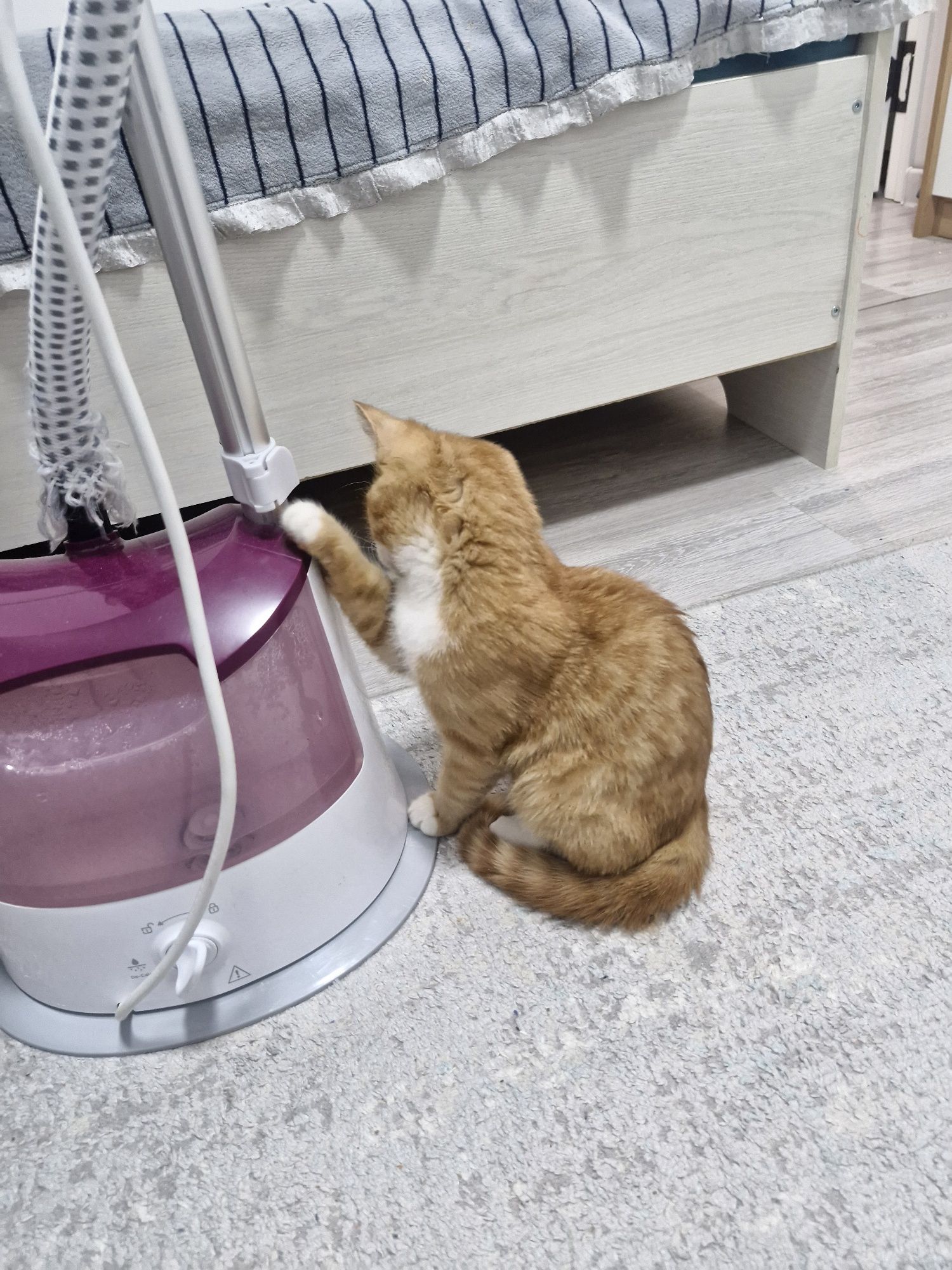 Котенок в очень добрые руки
