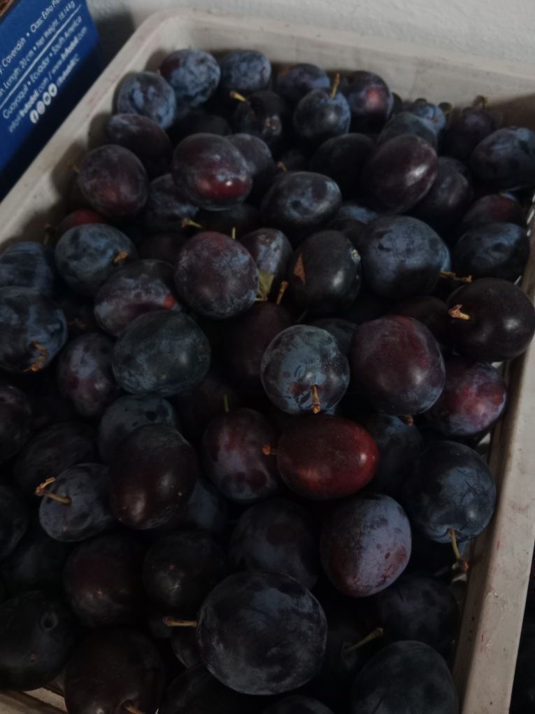 Продам сливу город Уштобе