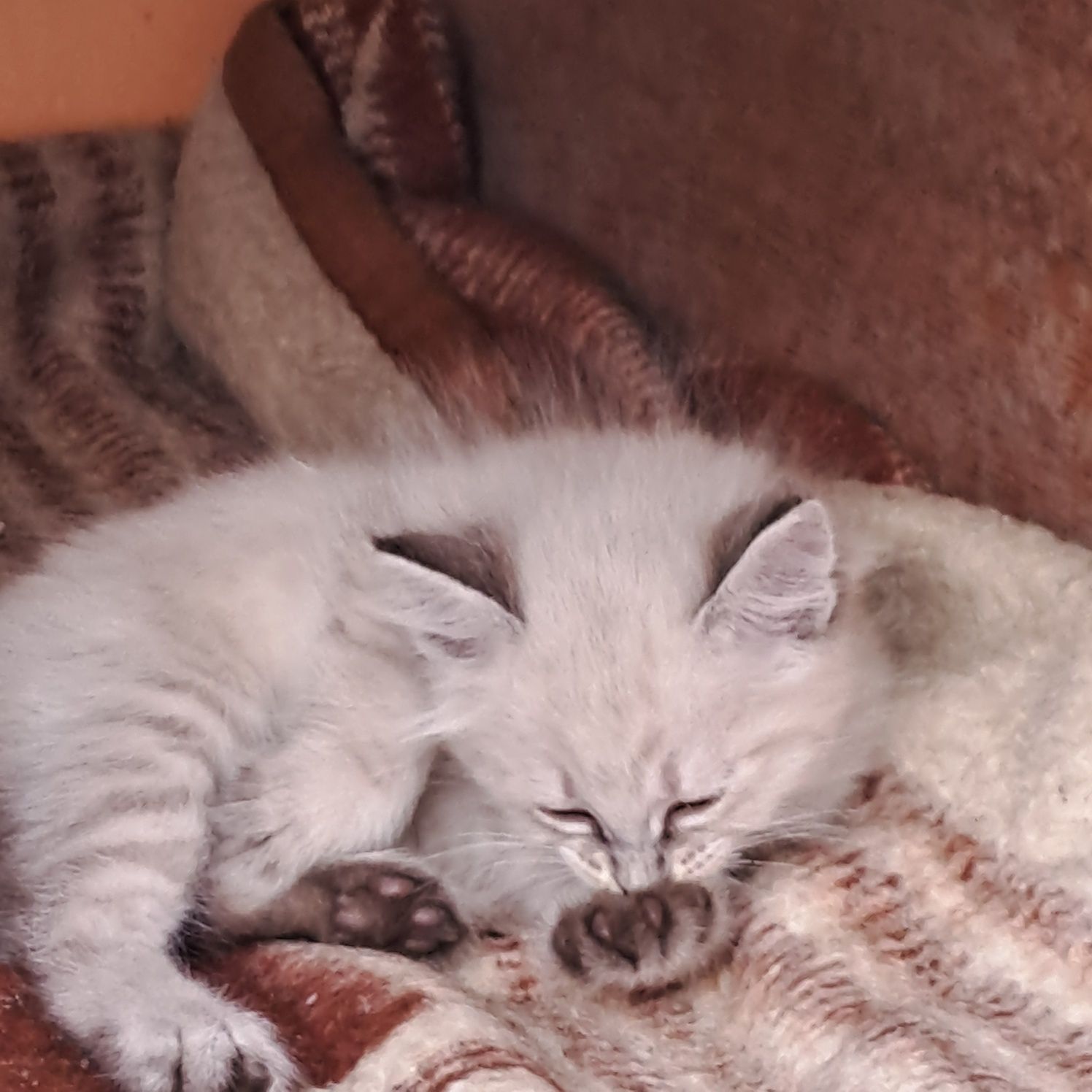 Отдам котёнка,мальчика в добрые руки.