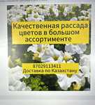 Петуния Рассада цветов