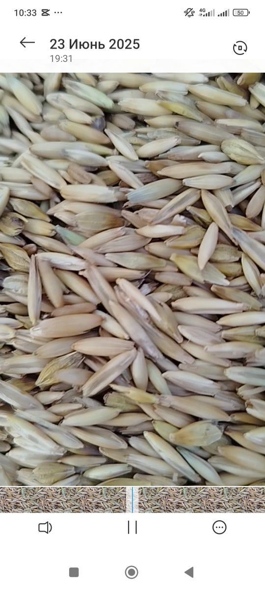 Продам ячмень,овес, пшеницу с доставкой