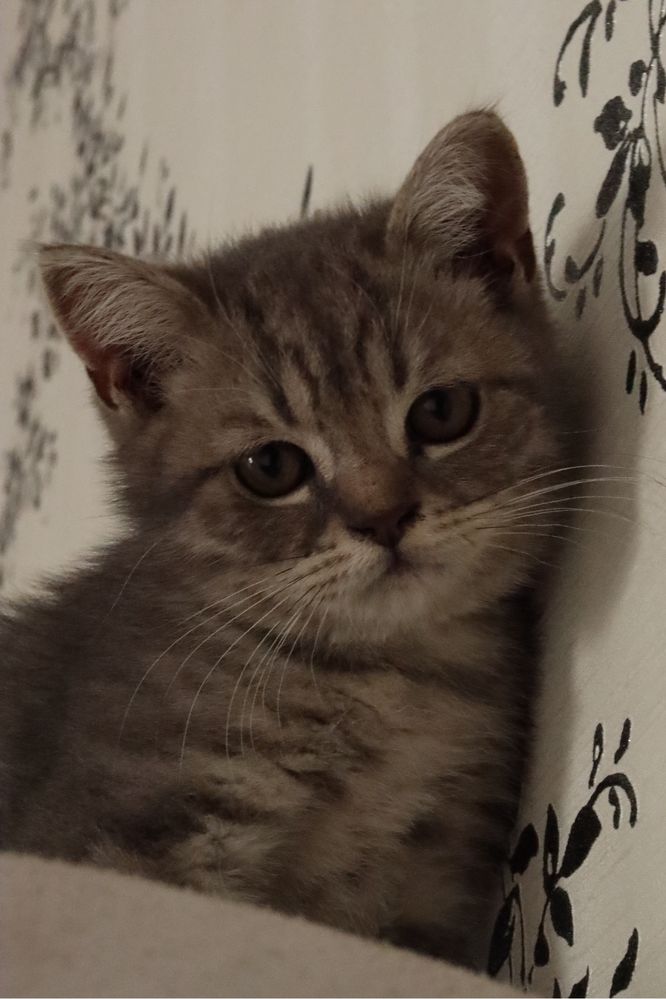 шотландские прямоухие котята