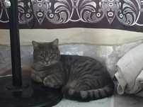 Отдам кота срочно
