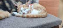 Отдам котят бесплатно в добрые руки. Желательно писать на ватца