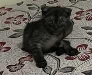 Котёнок шотландская вислоухая