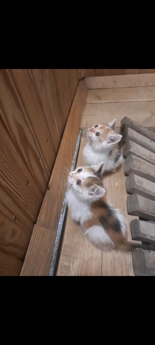Отдам котят в добрые руки