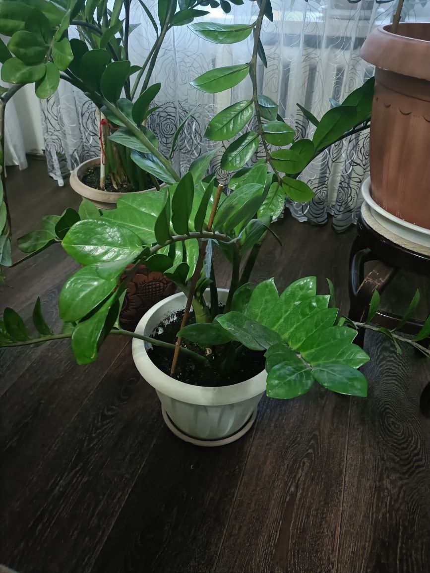 Замиакулькас продам