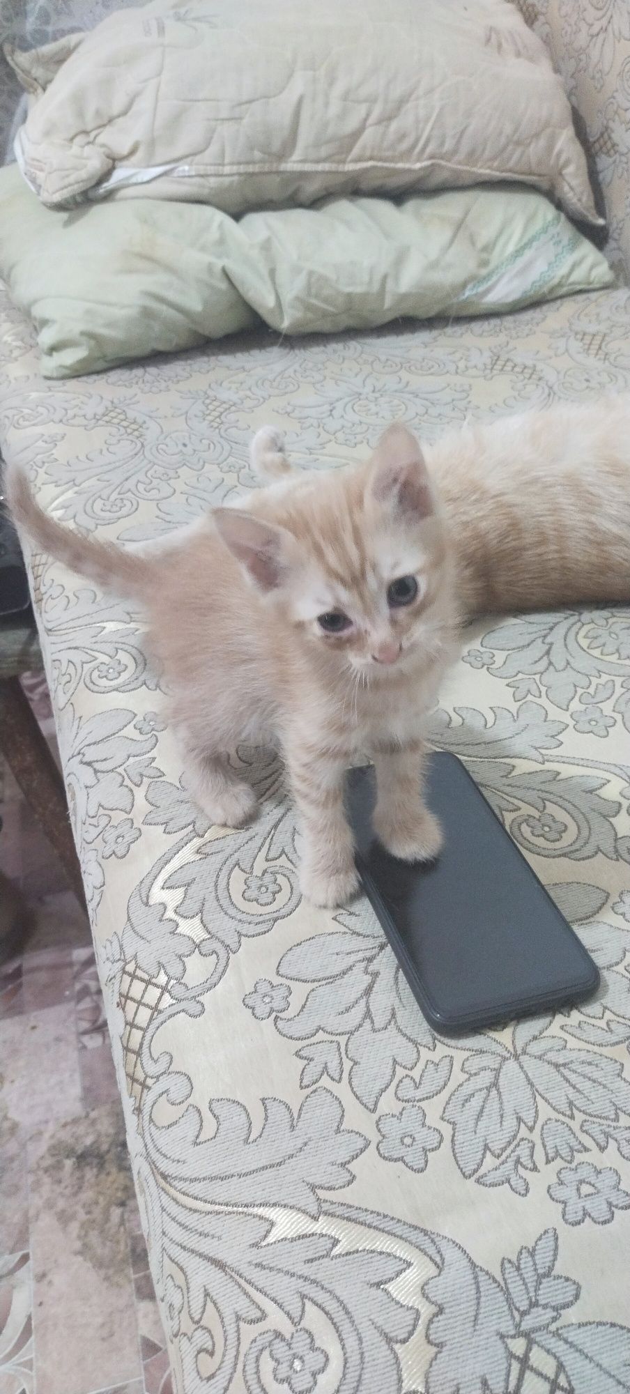 Породистые котята