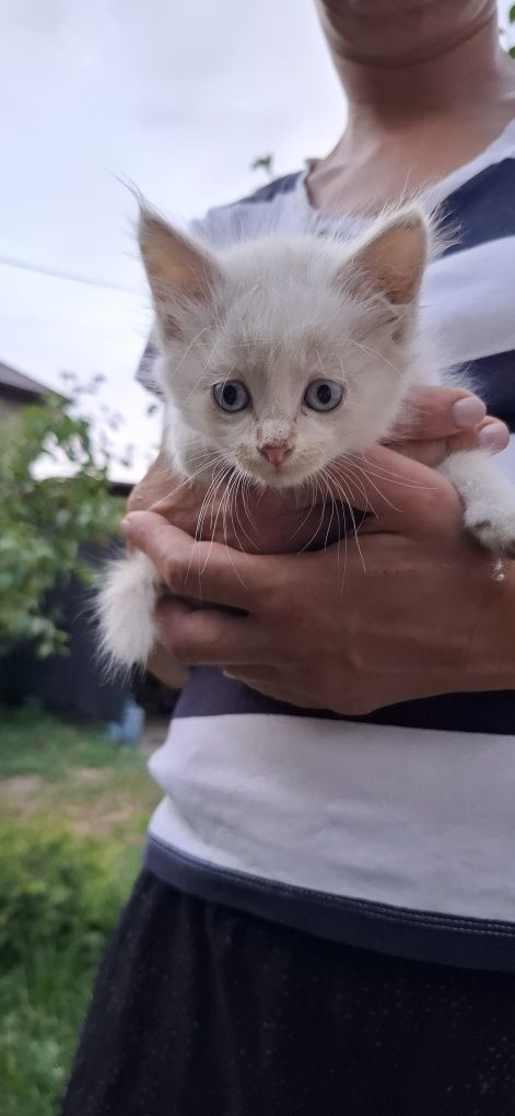 Котята в хорошие руки