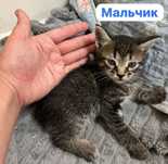 Отдам котят в добрые ручки