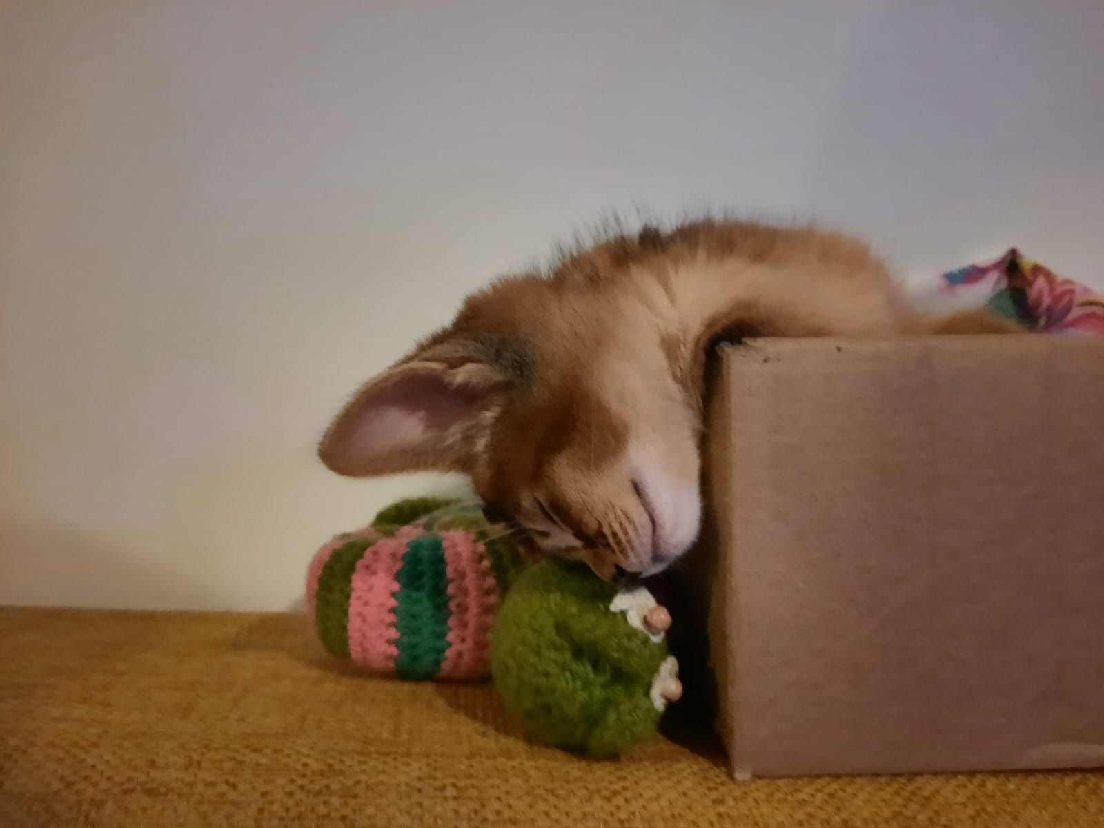 Котята абесины 2,5 месяцев
