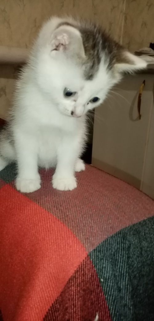 Котики в добрые руки