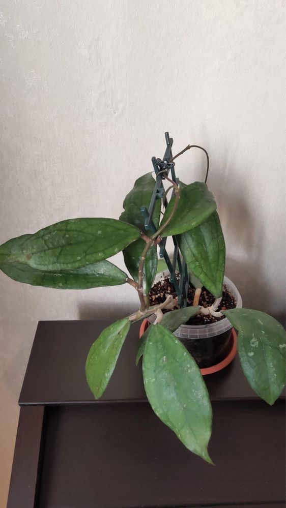 Хойя Дженифер/Jennifer (H. incrassata x H. finlaysonii)