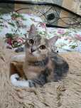 Кошечка для любящего человека