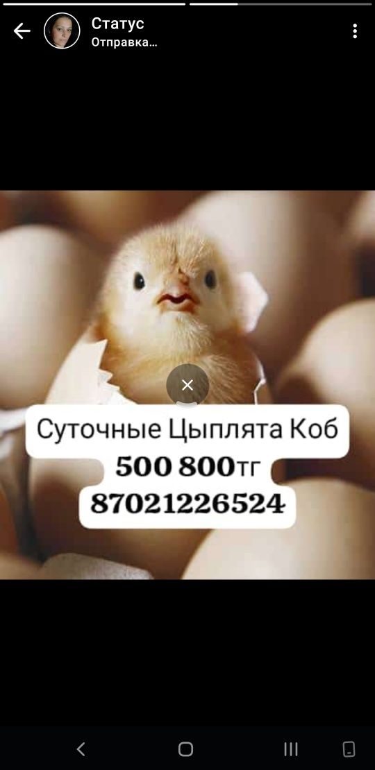 Суточный цыпленок Бролер