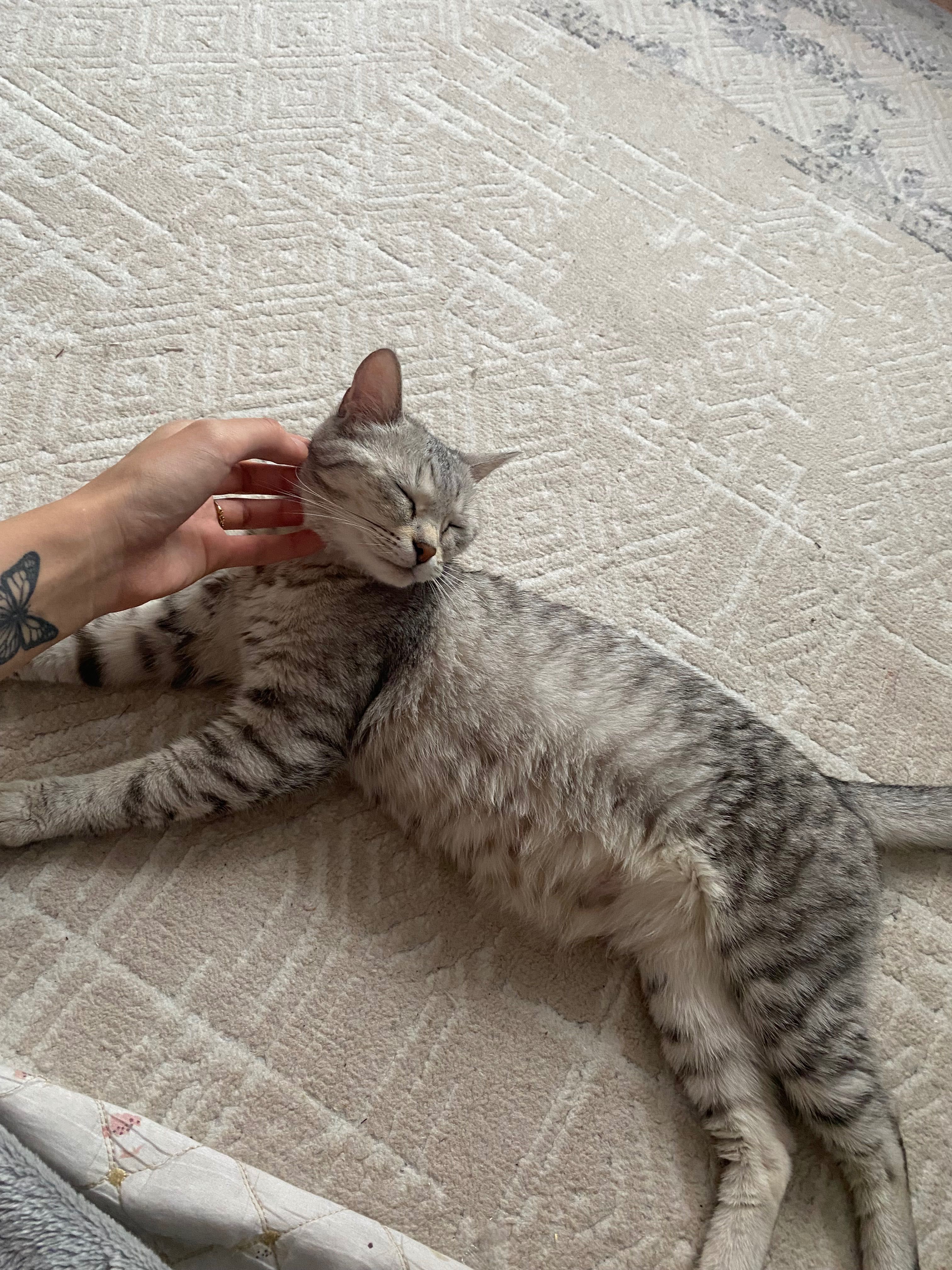 Продам породистую кошку
