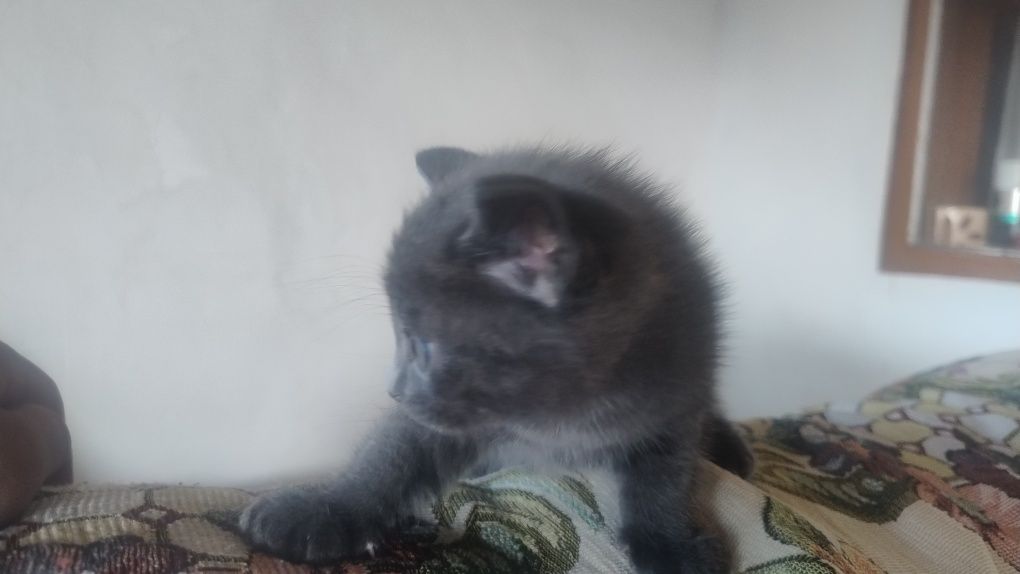 Отдадим котенка в добрые руки