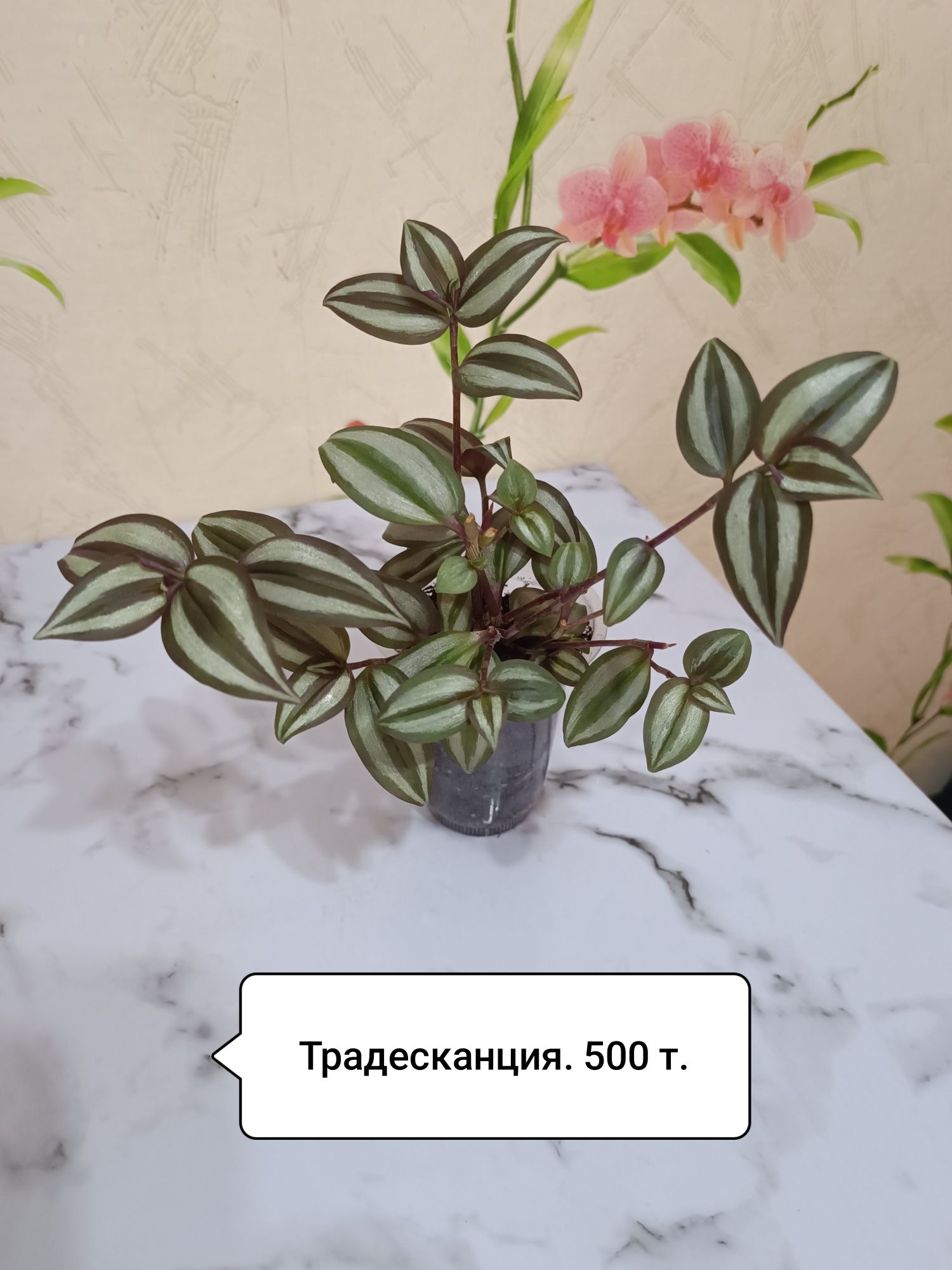 Продаю цветы разные
