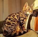 Бенгальская кошка